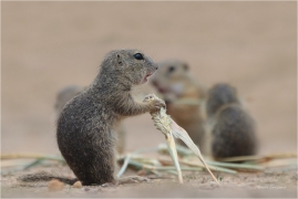<p>SYSEL OBECNÝ (Spermophilus citellus) --- /European ground squirrel - Europäisches Ziesel/</p>
